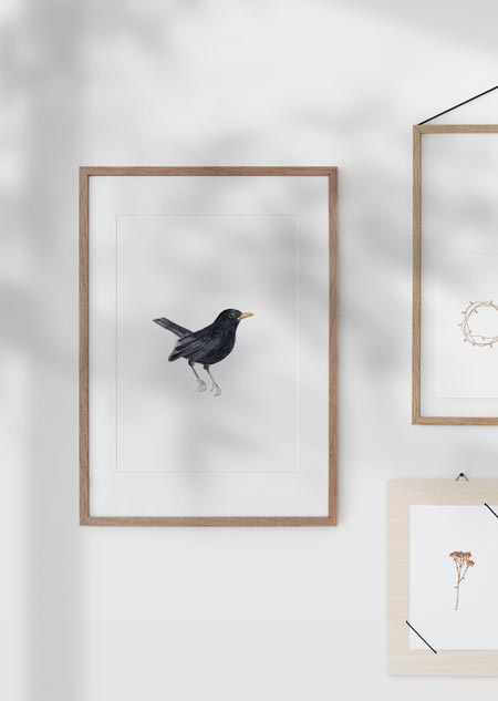 Blackbird - A4 poster